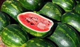 免费吃瓜教学,探索新型教育模式